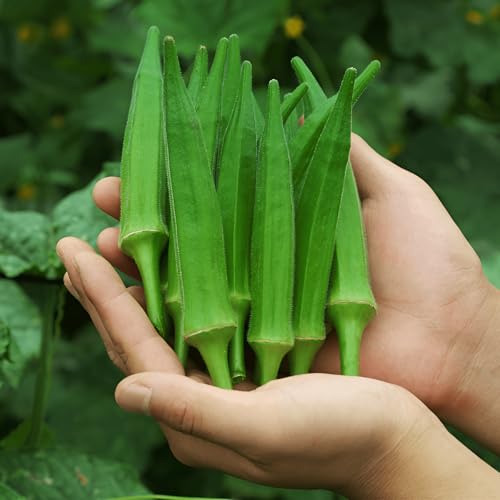 50 Seeds, Green Tender Spineless Okra Seed, Vegetable Seeds High Yields Seeds