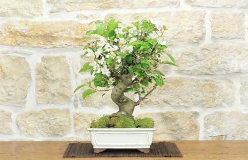 Bonsai Di Melo Selvatico (135)