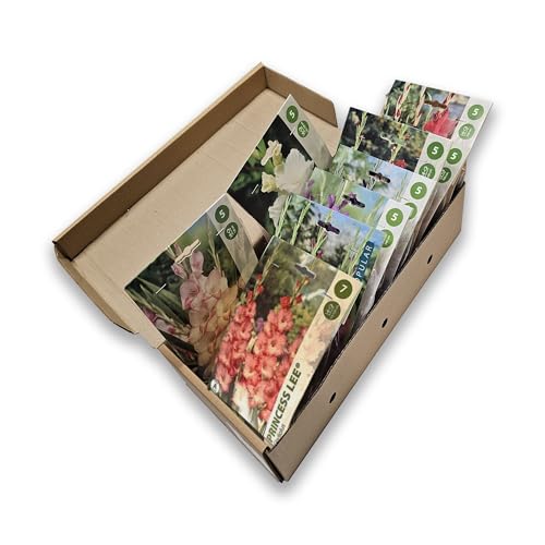 Nojus - Collezione Di Bulbi Di Gladiolo - Set Di Bulbi Di Fiori Perenni - Mix Premium Per Fiori Estivi Luminosi - Perenni Organiche Resistenti