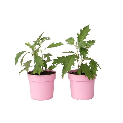 Plant In A Box - Ortensia - 2 Pezzi - Hydrangea 'Ice Crystal' - Altezza 25-40Cm - ⌀19Cm