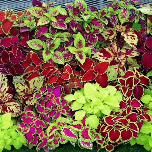 Coleus Rainbow Mix Seeds Garden Beds Edging Plants Home Garden Seeds Containers Flower Plants