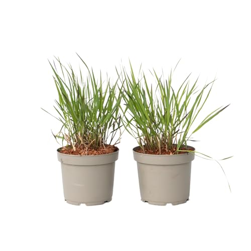Plant In A Box - Erba Delle Dita - 2 Pezzi - Panicum Virgatum 'Squaw' - Altezza 40-60Cm - ⌀23Cm