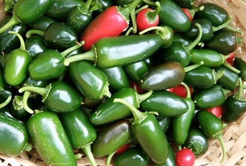 20 Seeds, Early Hot Jalapeno Pepper Seeds, Vegetable Seeds Home Outdoor Garden Vegetable Gardening Seeds No-Gmo Heirloom Seeds