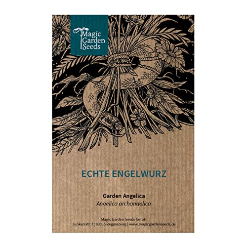 Angelica (Angelica Archangelica) - Circa 100 Semi