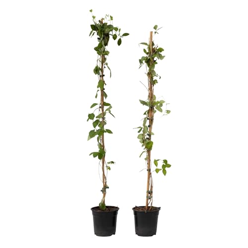 Plant In A Box - Lonicera X Heckrotti American Beauty - Set Di 2 - Caprifoglio - Rampicante - Resistente - Vaso 17Cm - Altezza 110-120Cm