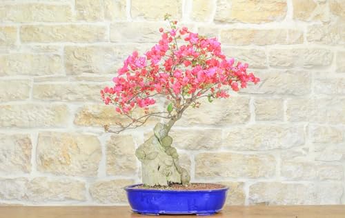 Bonsai Di Bougainvillea Californiana (14)