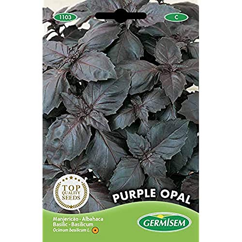Germisem Purple Opal Semi Di Basilico 2 G