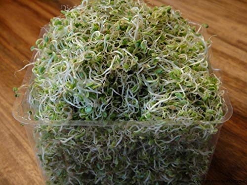 Premier Seeds Direct Org153 Semi Di Trifoglio Da Germinazione 40 G