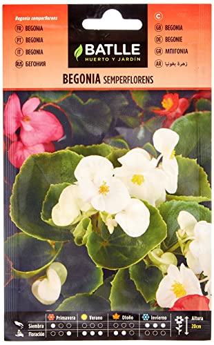 Semillas Batlle Begonia Semperflorens