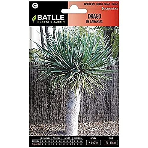 Semillas Batlle Drago Delle Canarie-Dracaena