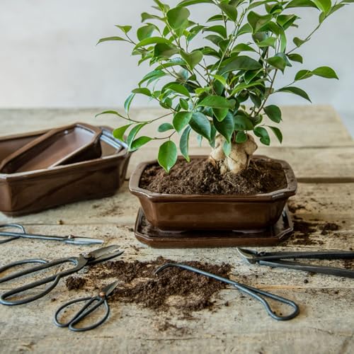 Gancio Per Radice Bonsai - 20,5 Cm - Attrezzi Per Bonsai