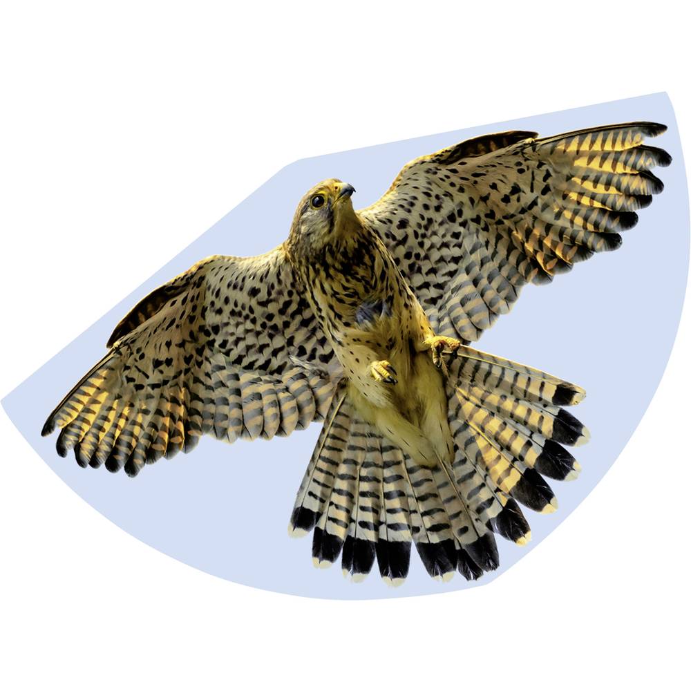 Günther Flugspiele Monofilo Aquilone statico FALKE Larghezza estensione (dettaglio) 920 mm Intensità del vento 3 - 6 bft