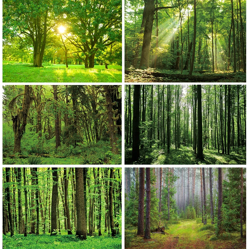 Sfondo Primaverile Fotografia Foresta Bosco Campeggio Tema Decorazione Festa Banner Paesaggio Naturale Alberi Verdi Foto Sfondo