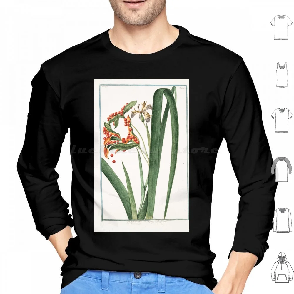 Hortus Romanus Iris Faetilophuma Seu Xyris Spatola Fotida Glayeul Puant Iris Foetilophuma Fety Iris Roast Beef Plant T