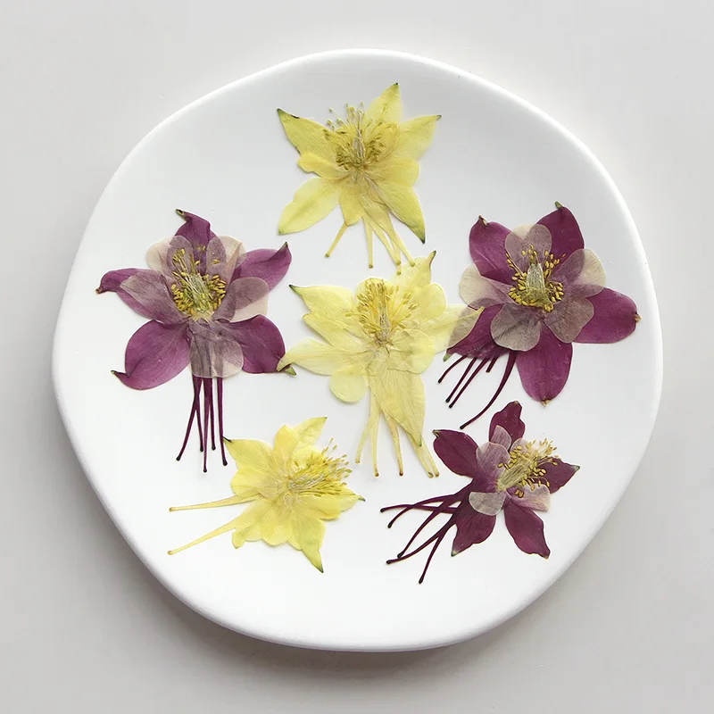 120 Pz Pressato Essiccato Aquilegia Viridiflora Pall Fiore Erbario Resina Epossidica Gioielli Carta Segnalibro Cornice Cassa Del Telefono Lampada Truc