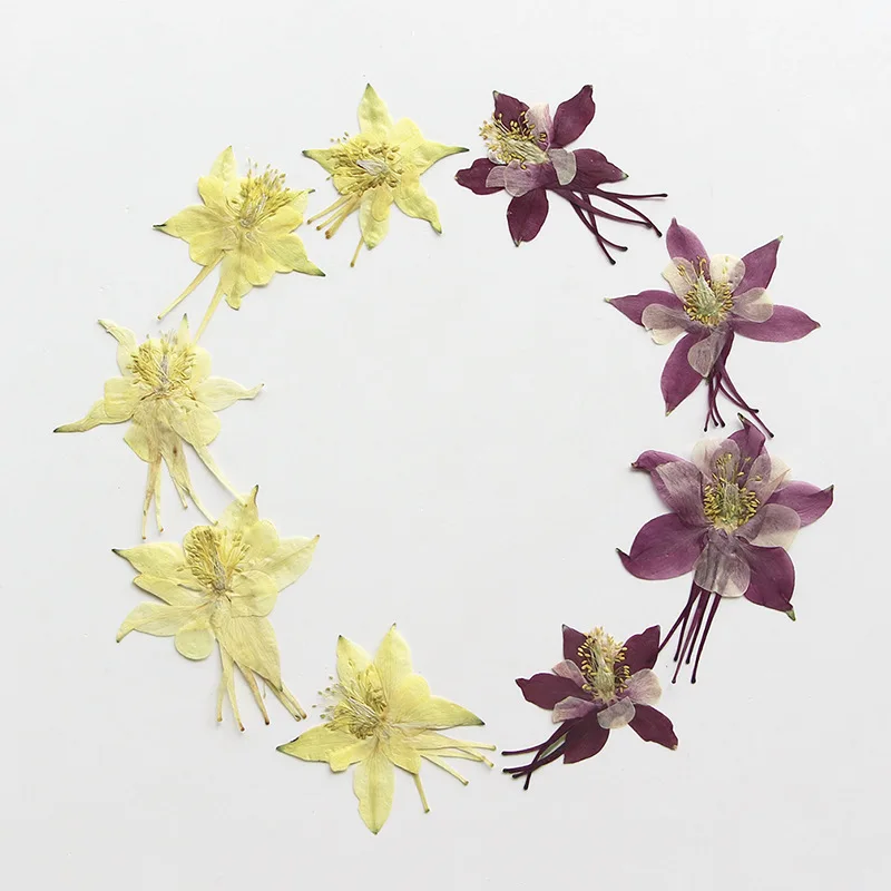 120 Pz Pressato Essiccato Aquilegia Viridiflora Pall Fiore Erbario Resina Epossidica Gioielli Carta Segnalibro Cornice Cassa Del Telefono Lampada Truc