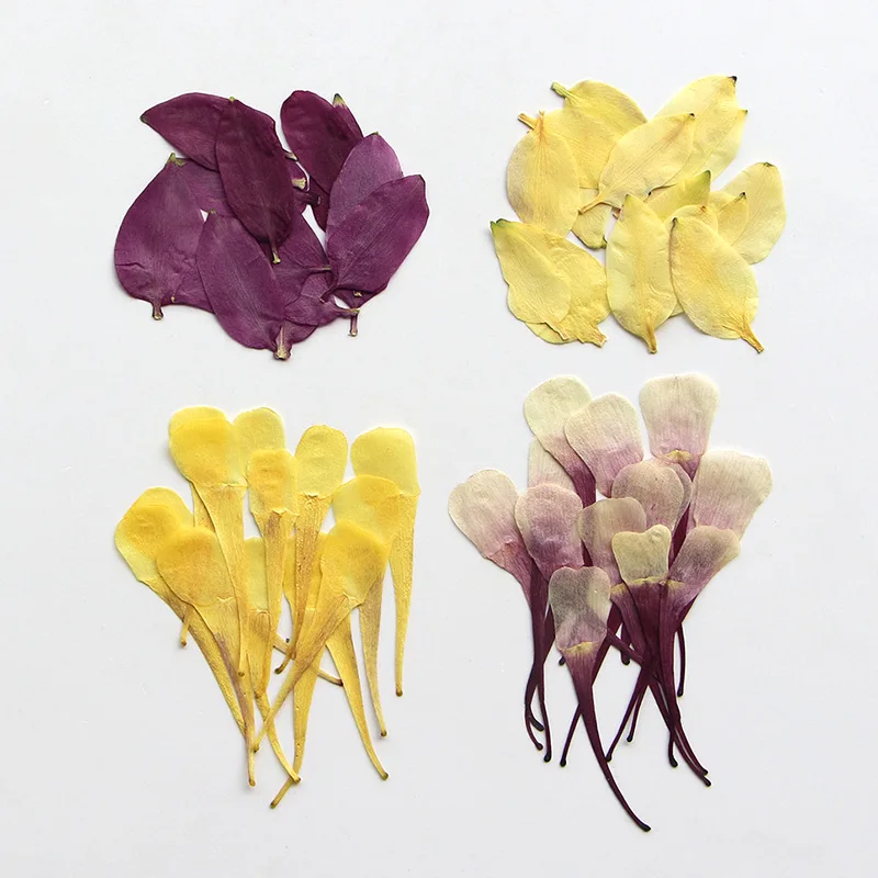 120 Pz Pressato Essiccato Aquilegia Viridiflora Pall Petal Fiore Resina Epossidica Gioielli Carta Segnalibro Cornice Cassa Del Telefono Lampada Trucco