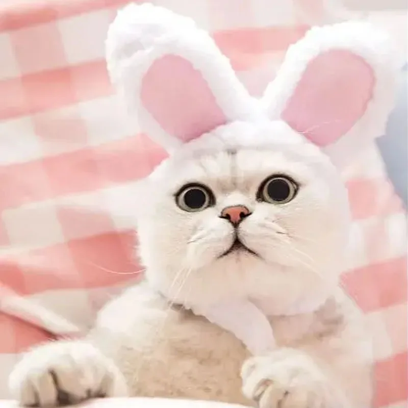 Cute Cat Headgear Bunny Drag Hat Cat Dog Headwear Costume Performance Photoprops Divertente Pet Hat Orecchie Di Coniglio Cosplay Warm Hood