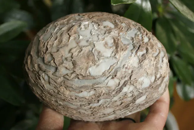 5.07 "Rare Naturale Bonsai Suiseki Corteccia Uovo Coperto Unico Cortex-Texture Ruvida