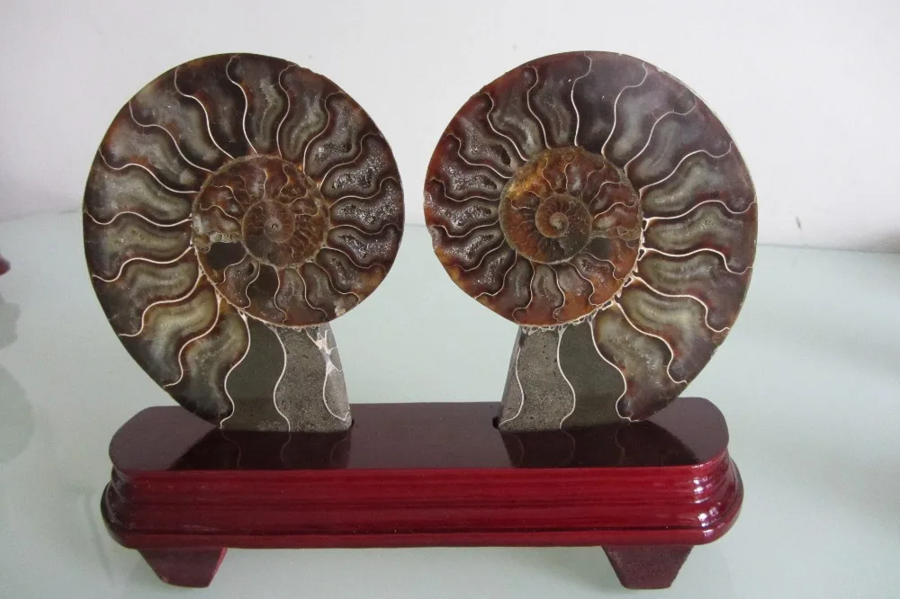Aaa + + Ammonite Ammolite Nautilus Madagascar Fossile Del Campione Di Guarigione + Basamento 749G