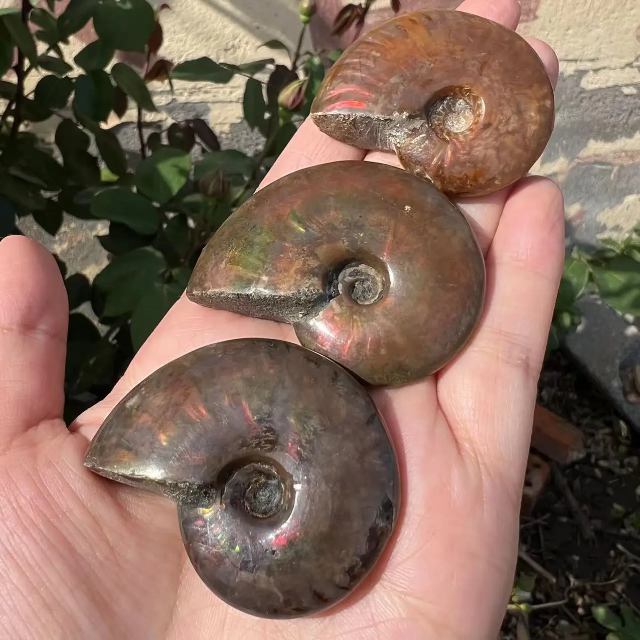 Madagascar Ammolite Vite Fossile Formato Minerale Collezione Di Campioni Gioielli Colorati Pietre Preziose E Cristallo Feng Shui Decorazione