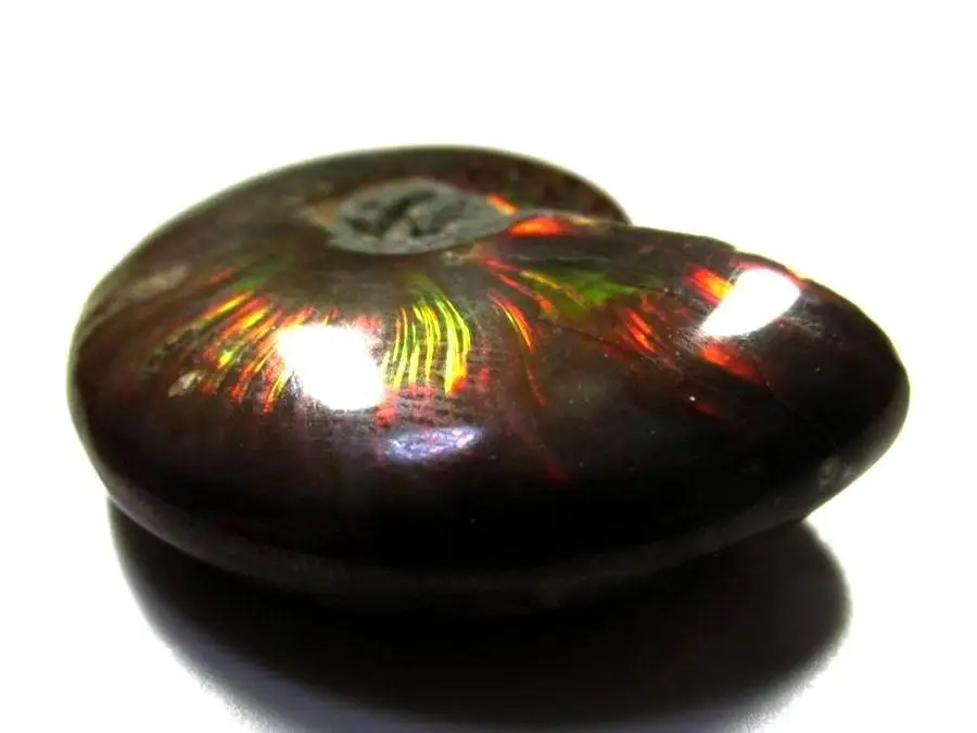 Raro Ammonite Iridescente Ammolite Conchiglia Gemma Fossile Campione Guarigione 14G-8G