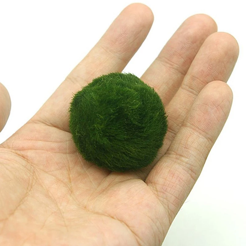 3-4Cm Marimo Moss Balls Live Aquarium Plant Alghe Pesce Gamberetti Serbatoio Ornamento Simulazione Palline Di Alghe Verdi Pianta Artificiale