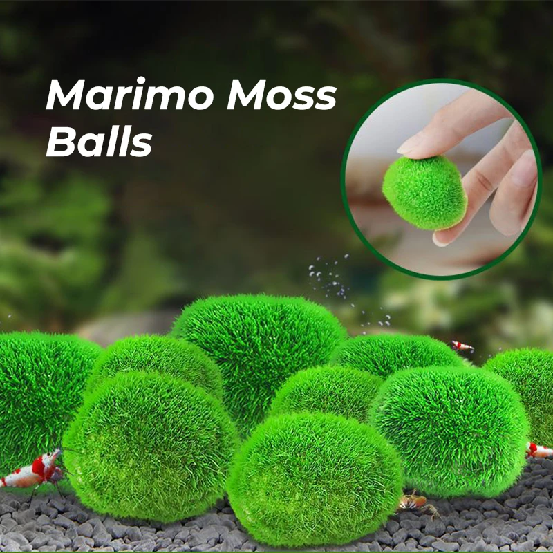 2Cm-4Cm Marimo Moss Balls Live Aquarium Plant Alghe Pesce Gamberetti Serbatoio Ornamento Simulazione Palline Di Alghe Verdi Pianta Artificiale