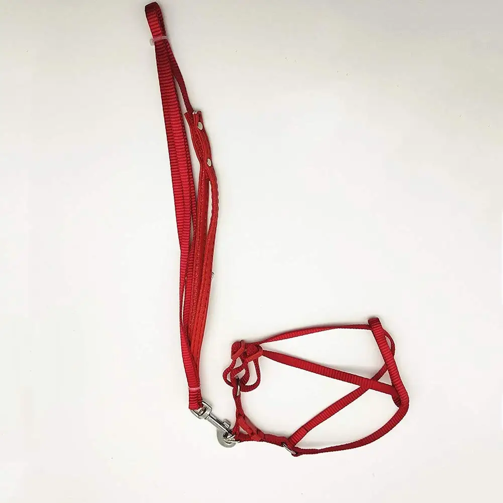 Uccello Regolabile Harness E Guinzaglio Anti-Morso Fly Outdoor Formazione Cinghia Di Trazione Per Grande Pappagallo Ara Amazon Cacatua
