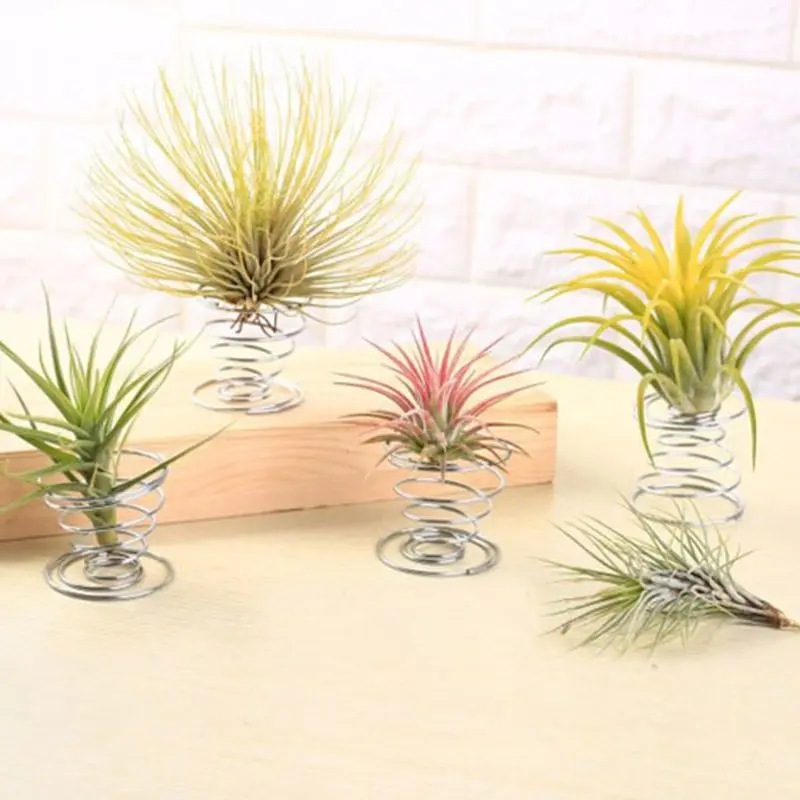 20 Pcs Air Plant Container Supporto Per Tillandsia Per La Visualizzazione Di Piante Ad Aria Durevole Ampia Gamma Di Utilizzo Regalo Fai Da Te Per La D