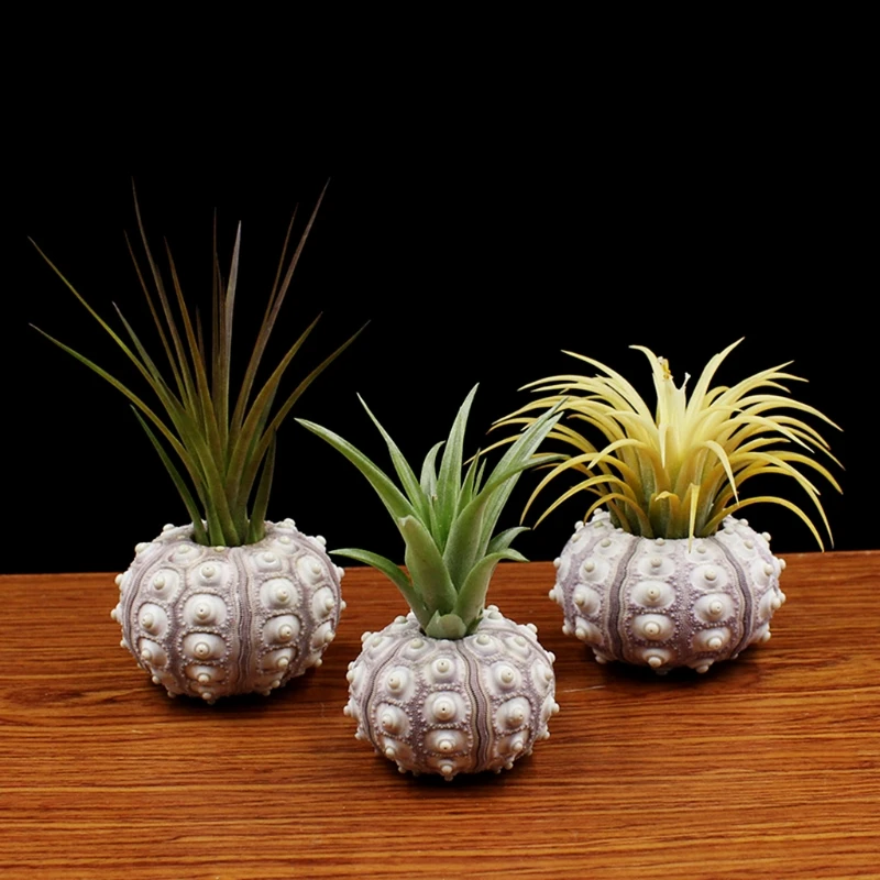 Ootdty Air Plants Sea Urchin Table Tillandsia Holder Vaso Di Fiori Decorazioni Da Giardinaggio In Miniatura
