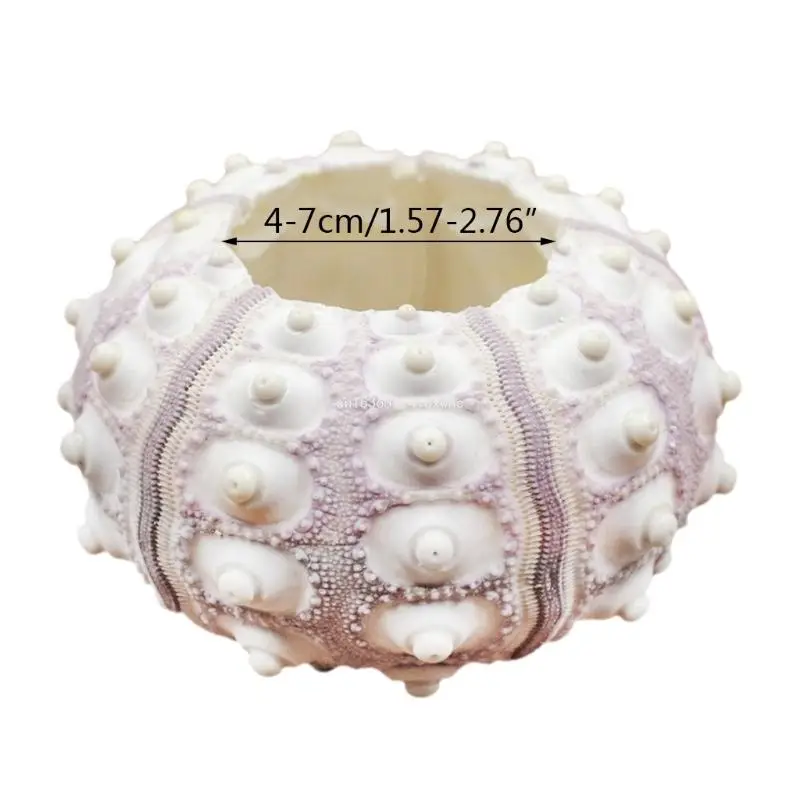 Dropship Air Plants Sea Urchin Supporto Da Tavolo Tillandsia Decorazioni Da Giardinaggio In Miniatura