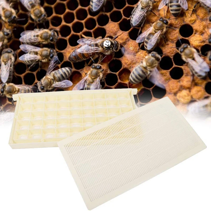 Telaio In Plastica Per Gabbia Per Api Regina Allevamento Di Alveari Regina Api Storer Telaio Stile Regina Per Stoccaggio E Trasporto Di Api Qeen