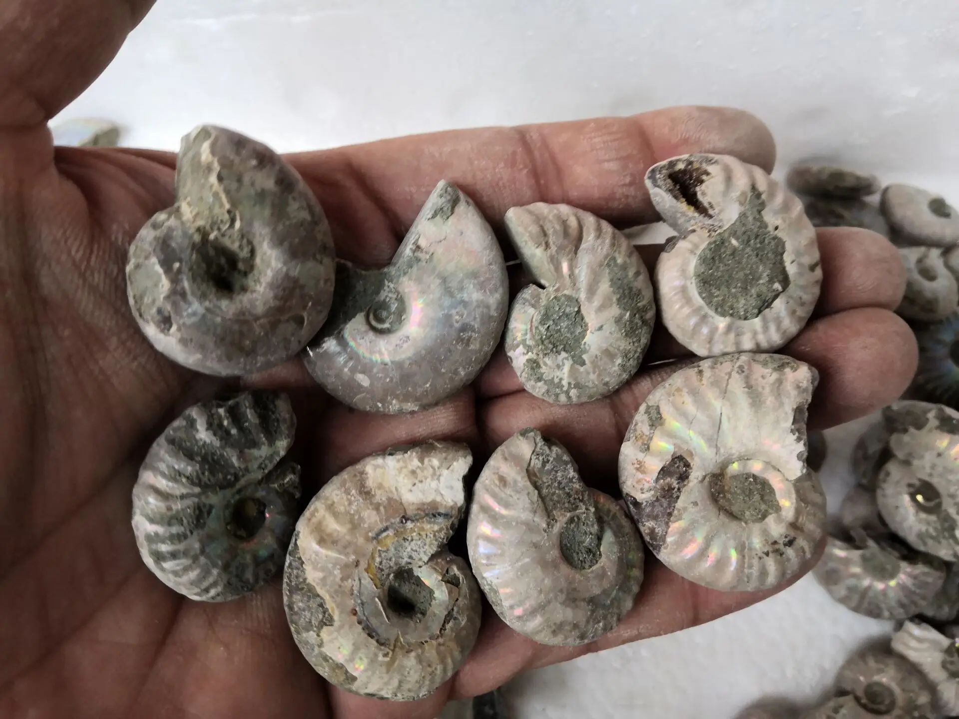 Vite Originale In Pietra Ammoniti Conch Fossil Antico Estinto Vita Fossi Specimens-1Pc