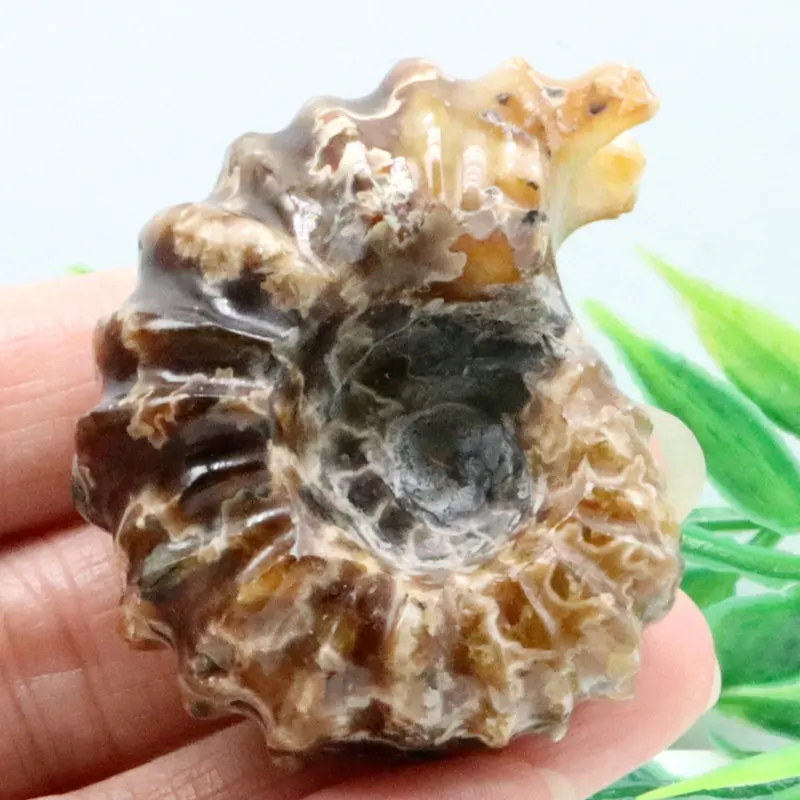 1.8 Pollici Conch Fossili Ammonite Shell Art Raccogliere Artigianato In Pietra Fai Da Te Decorazioni Per La Casa