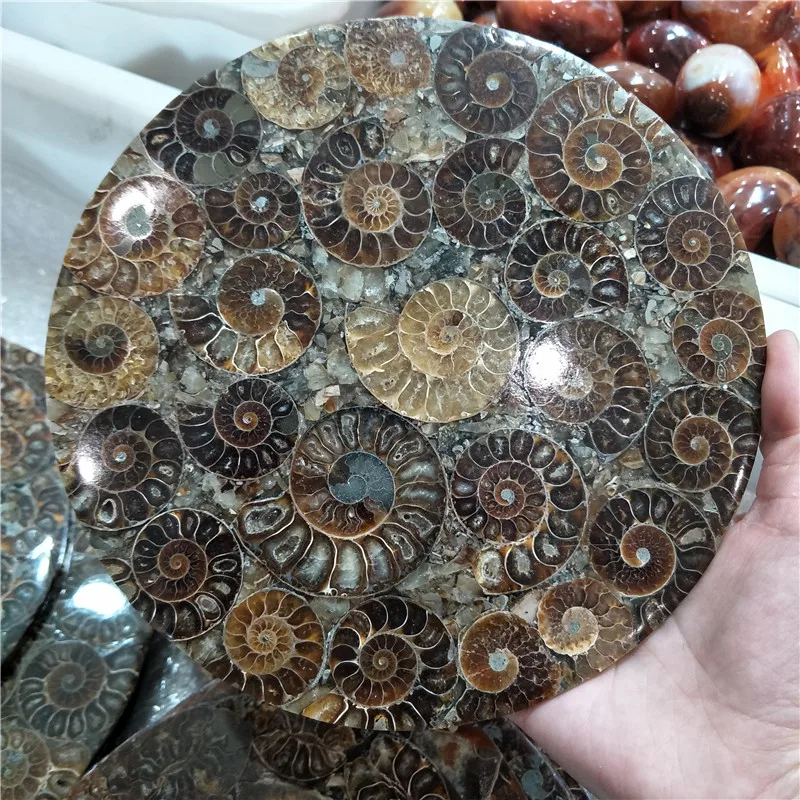 20 Centimetri Di Grandi Dimensioni Ammonite Fossil Disco Dal Madagascar Bella Ammonite Fossile Di Borsette Disco Tutta Madagascar Ammonite Fossil