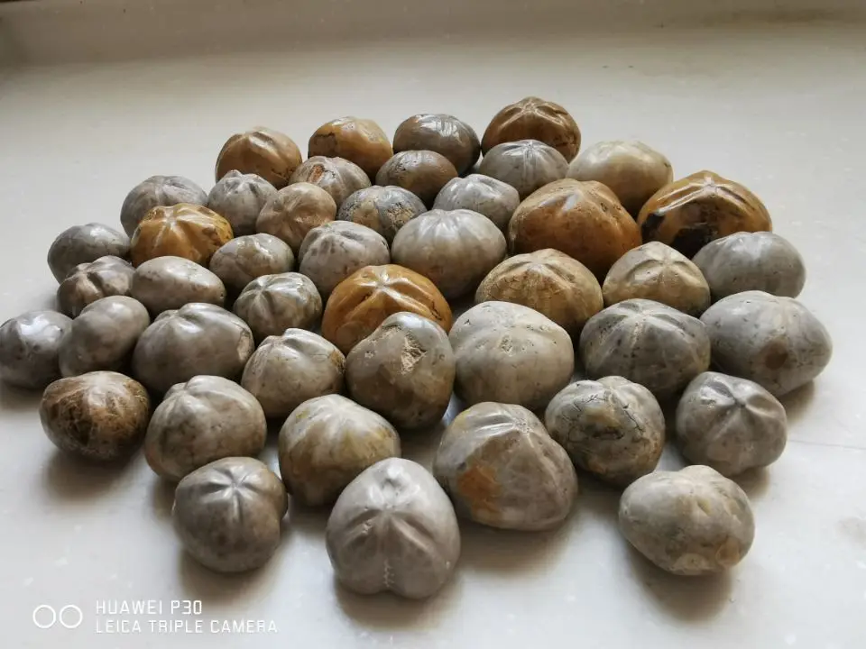 2.2 Lb Jurassic Madagascar Sea Biscuit Urchin Fossil Sand Dollar Star Fish Dinosaur Age