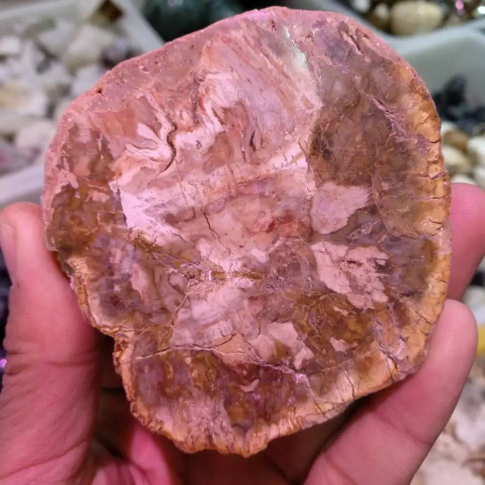 Lucido Petrified Ramo Di Legno Lastra Fossile Standup-Madagascar