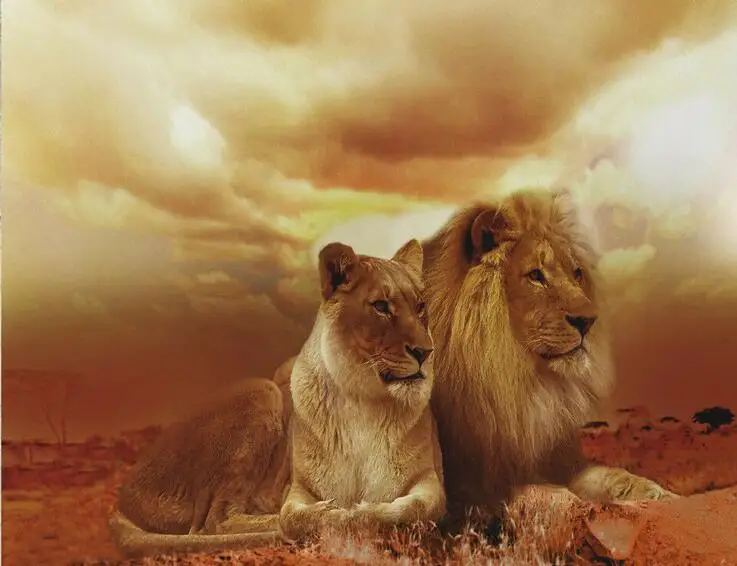 Two Lions Animals African Safari Print Art Canvas Poster For Living Room Decoration Home Wall Picture