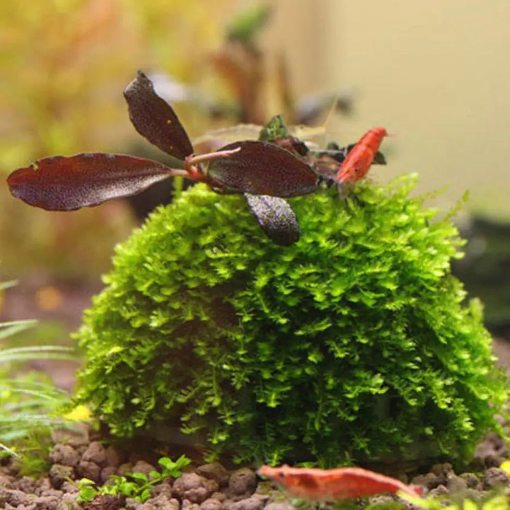 Sicuro Nutriente Marimo Moss Ball Filter Live Aquarium Plants Fish Gamberetti Tank Pet Decor Supplies