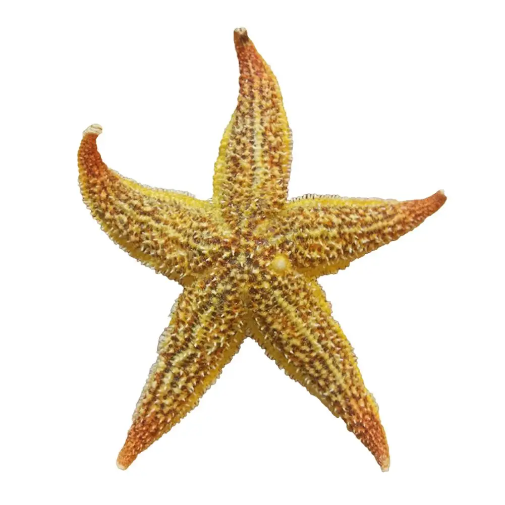 2 Pezzi Stella Secca Pesce Stella Di Mare Mestiere Della Spiaggia Festa Di Nozze Decorazione Della Casa Regalo Stella Pesce Argentato Stella Di Mare