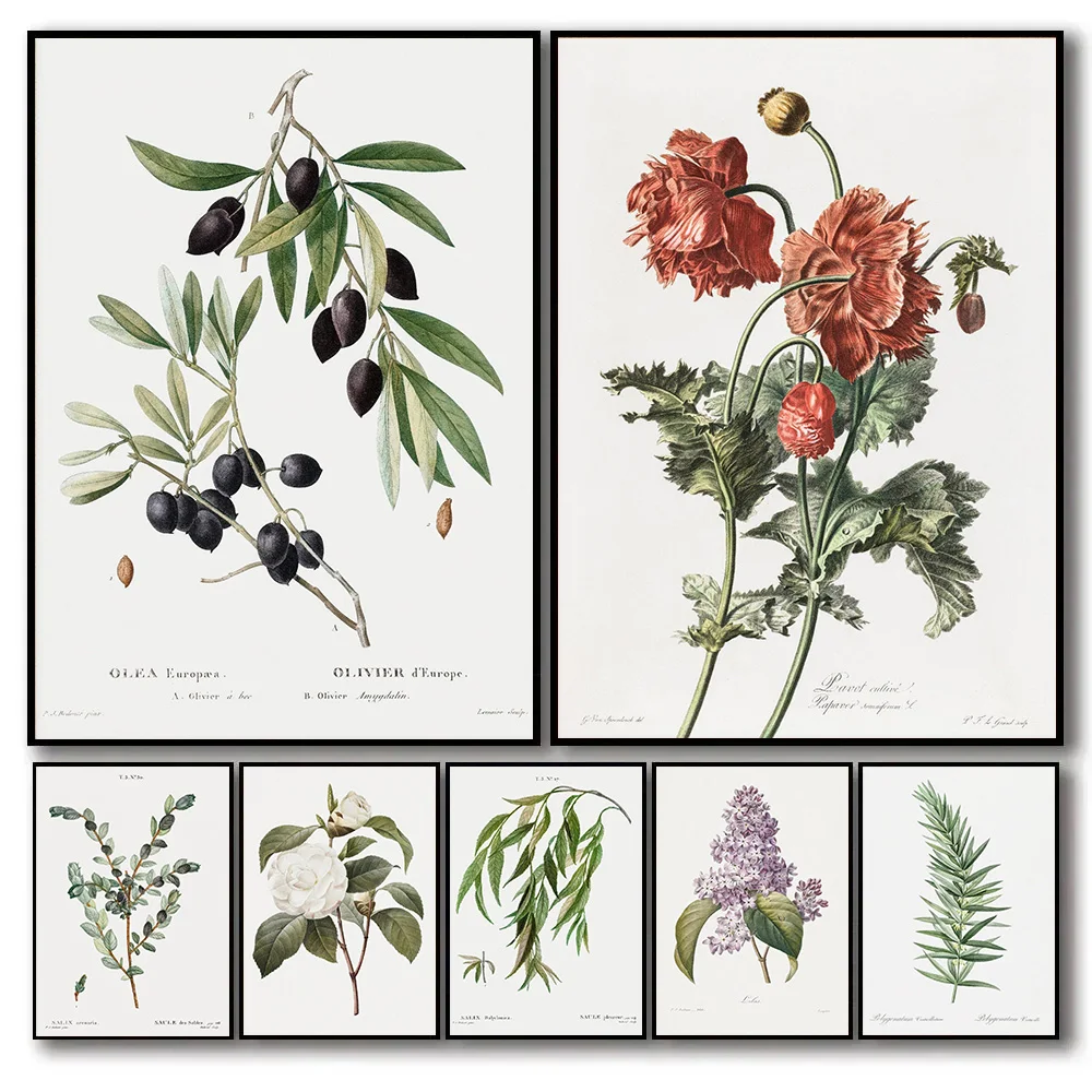 Vintage Antique Herbs Botanical Canvas Poster Olive,Poppies, Camelia, Lilla Wall Art Pictures Soggiorno Home Decor Garden Gift