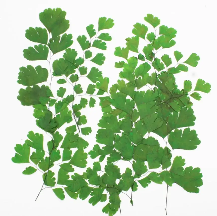 120 Pz Secchi Premuto Fiore Adiantum Capillus-Veneris L. Per La Resina Epossidica Resina Del Pendente Della Collana Di Monili Che Fanno Il Mestiere Ac