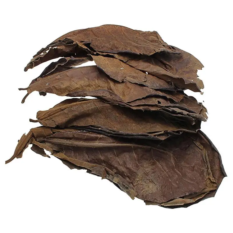 10Pcs Catappa Leaf Terminalia Catappa Leave Betta Shrimp Leaf Multifunzionale Water Quality Enhancer Aquarium Leaf Per Fish Tank
