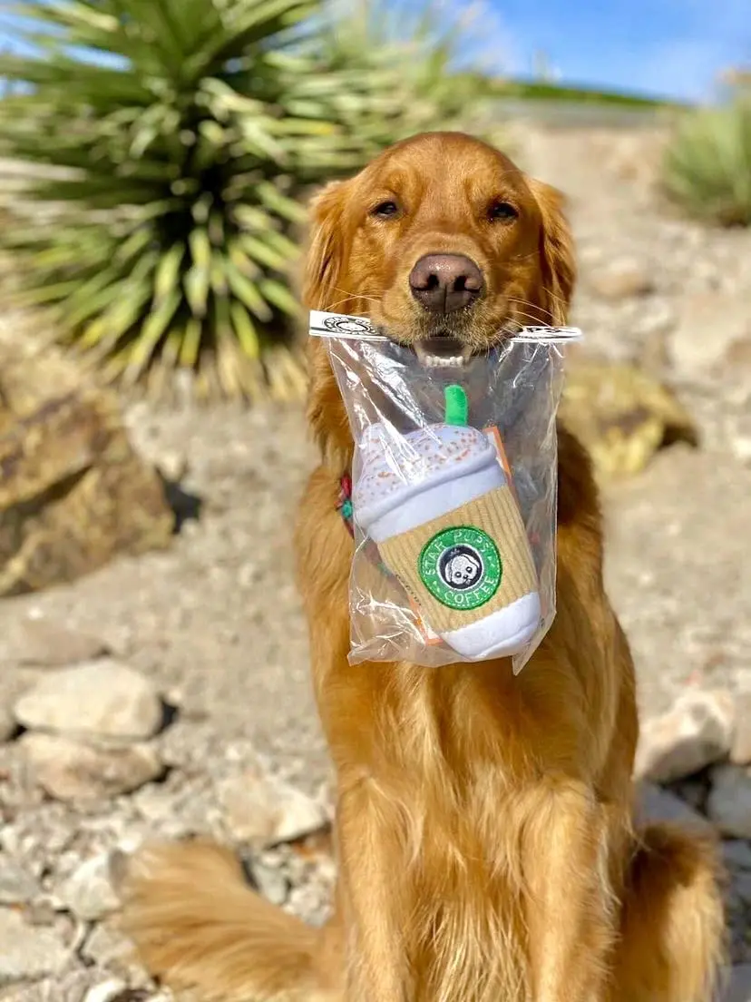 Lovely Starbuck Coffee Cup Pet Squeaky Toys Parody Dog Peluche