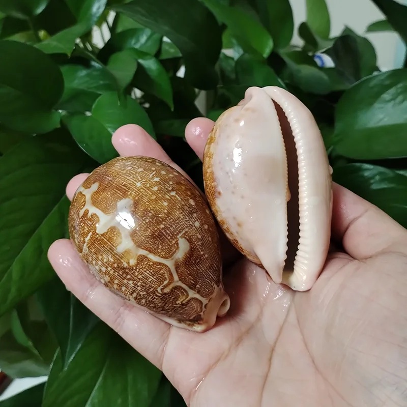 2 Pc Map Cowrie Seashells Genuine Polished Mappa Conch Snail Campione Collecties Fish Tank Aquarium Landscape Nautical Beach