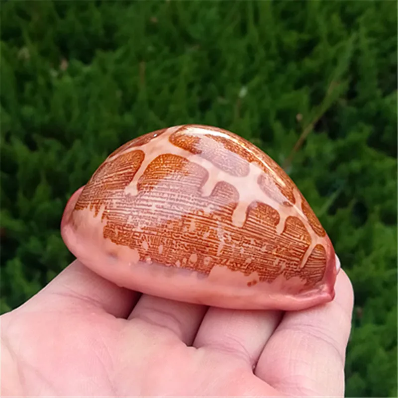 Muslimmappa Natural Rare Conch Shell Collection Fish Tank Landscape Home Decoration Ornaments Beach Decor