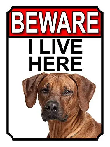 Rhodesian Ridgeback Dog Breed Gate Attenzione I Live Qui Metal Wall Poster Tin Sign Vintage Bbq Restaurant Dinner Room Cafe Shop D