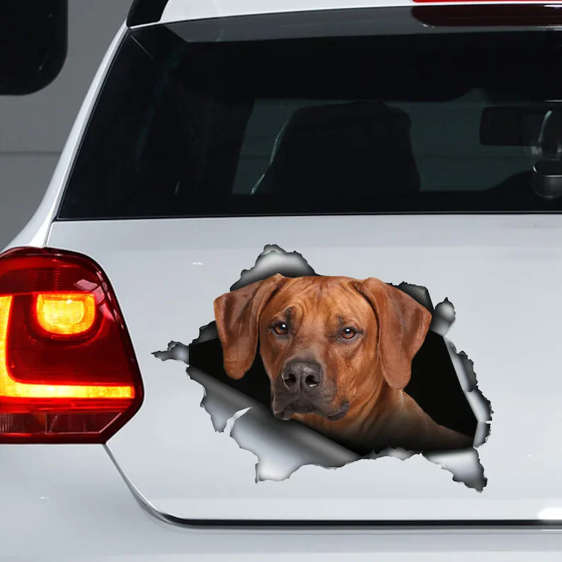 Decalcomania Per Auto Ridgeback Rodesiano, Magnete Ridgeback Rodesiano, Adesivo Ridgeback Rodesiano, Decalcomania Ridgeback