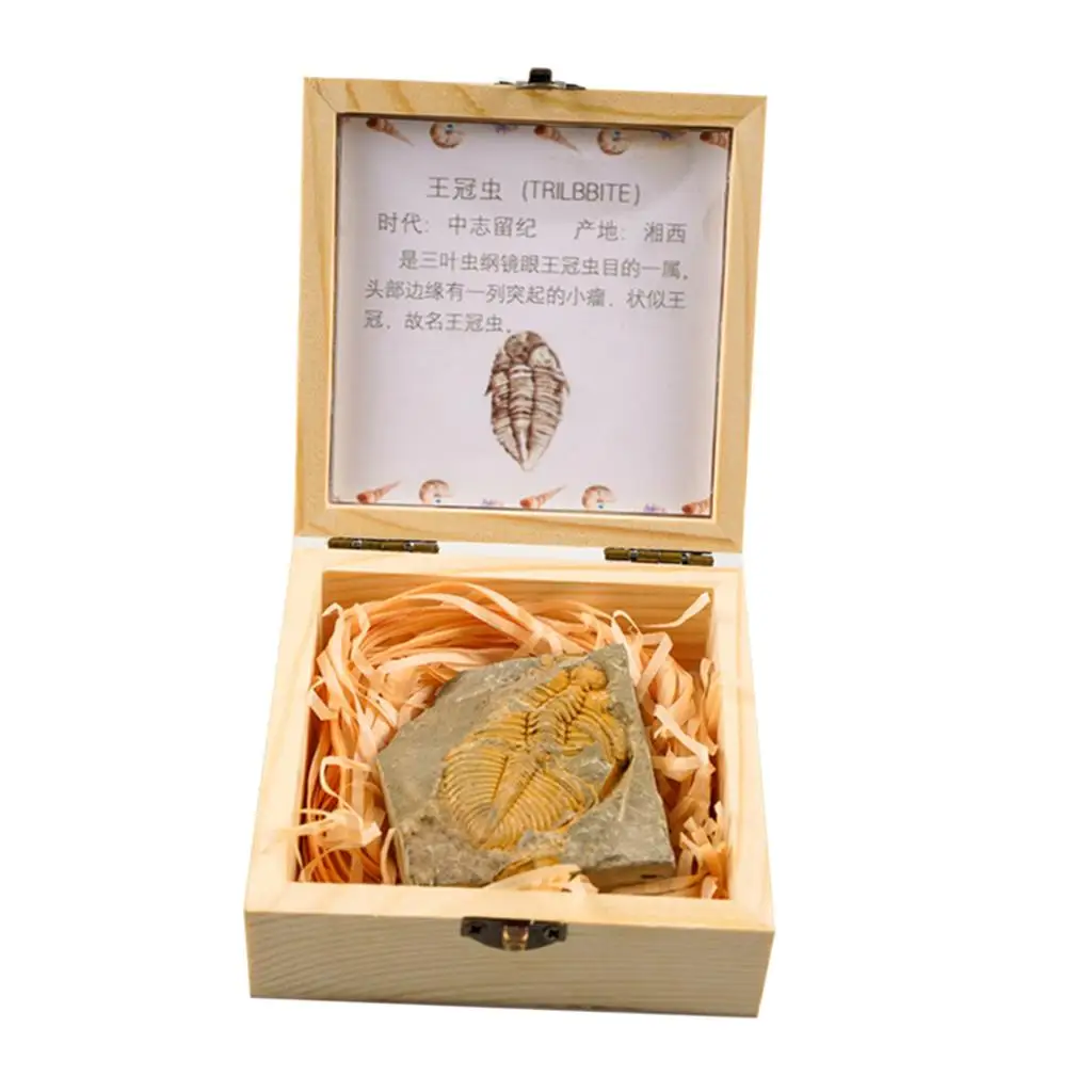 Trilobite Fossil Collection For Kids Early Educational Development Science & Nature Toys